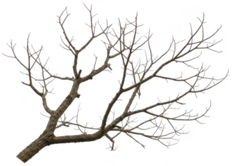 Bare tree branch with intricate leafless twigs and branches extending diagonally upwards isolated on white isolated on transparent background