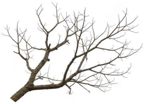Bare tree branch with intricate leafless twigs and branches extending diagonally upwards isolated on white isolated on transparent background