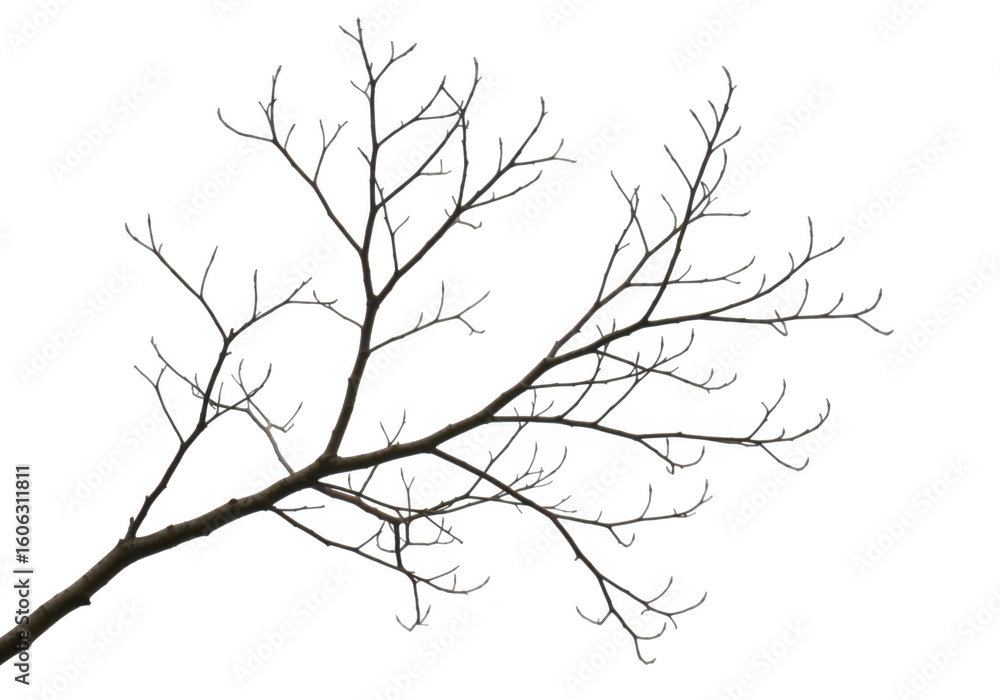 Poster intricate bare tree branches extending diagonally against a stark transparent background symbolizing