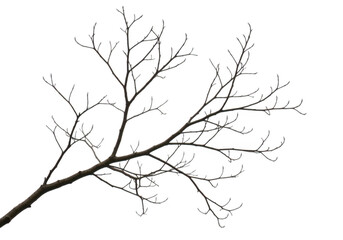 Obraz premium Intricate bare tree branches extending diagonally against a stark transparent background symbolizing nature and growth
