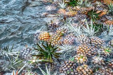 Pineapples floating and submerged at a production facility being washed after harvest 