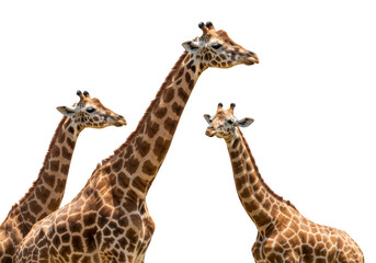 Obraz premium Three giraffes with patterned fur stand tall against a transparent background showcasing their long necks and heads in a natural setting
