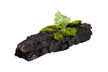 wooden log with moss isolated on white