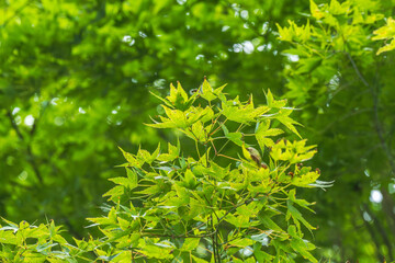 夏の森　木の葉が輝く44