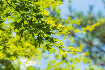 夏の森　木の葉が輝く42