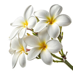 Fototapeta premium frangipani flower isolated on white