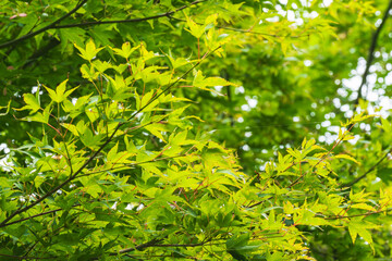 夏の森　木の葉が輝く54