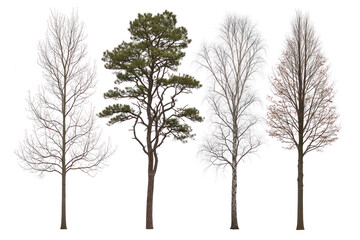 Obraz premium Seasonal tree varieties on transparent background with evergreen and deciduous trees