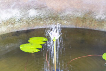 White Lotus flower with stamens in center in clear pond and green leaves and fountain is background. Both planted as flowers, ornamental plants. Dubbed as Queen of water plants symbol of goodness.
