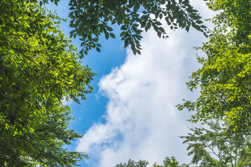 Obraz premium 夏山の木々の隙間から空を見上げる02