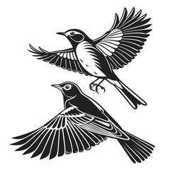 Monochrome Illustration of Two Birds in Flight Displaying Detailed Wing Feathering and Anatomical Accuracy in a Vintage Style