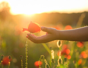 A poppy held gently in a hand, bathed in golden sunlight. The surrounding field adds to the beauty of the scene.
