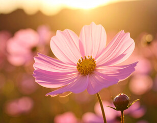 Close-up of a vibrant pink cosmos flower in full bloom, bathed in the warm glow of the setting sun. Soft focus highlights the flower's delicate details.