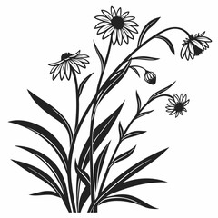 black and white  asters perennial