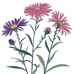 vector illustration of  asters perennial