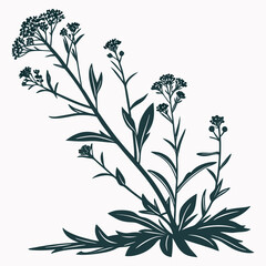 alyssum montanum with leaves