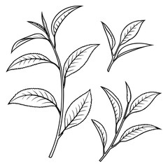 Delicate black outline tea plant sprigs tea leaves botanical illustration