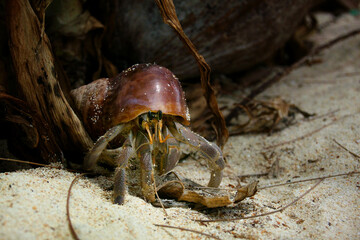 hermit crab hiding under leaves, hermit crab in dim beach light, hermit crab natural shell under cover