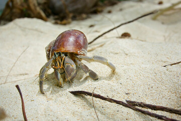 hermit crab walking on sand, hermit crab with brown shell on sand, hermit crab natural scene