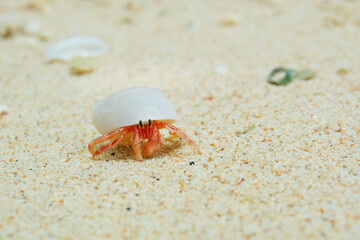 tiny hermit crab on sand, hermit crab moving on beach, hermit crab with white shell on beach