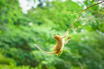 Back view Macaca or monkey is dangling and swing, looking like Tarzan on a branch. It's resisting the force of gravity, climbing, misbehave, about to fall from tree. Space for text on green background