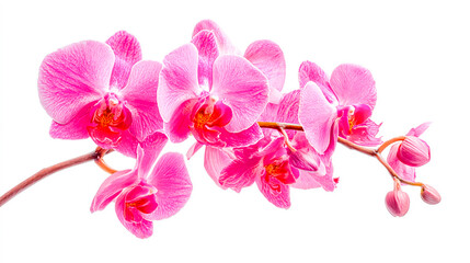 Exquisite Pink Orchid Blossom on White Background a Symbol of Elegance and Beauty Perfect for Floral Designs