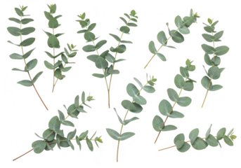 Multiple green eucalyptus branches with oval leaves scattered on a transparent background ideal for floral design
