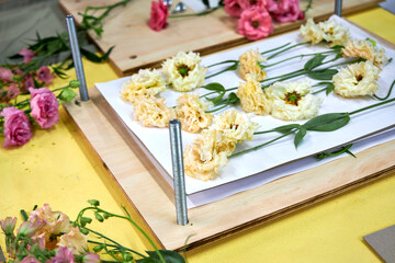 Soft peach lisianthus flowers arranged for pressing on a wooden flower press. Aesthetic flatlay on a vibrant yellow workspace — ideal for botanical DIY or floral crafts