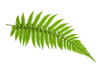 A single vibrant green fern leaf isolated on a transparent background showcasing intricate serrated edges and delicate structure