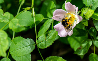 pink rosehip flower. wild rose. close-up. colorful macro photo. bokeh. blurred background. insect photo.