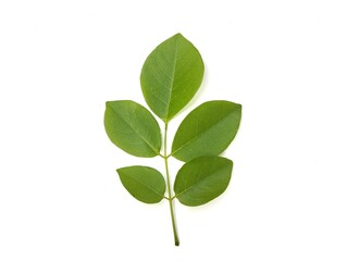 Gliricidia leaves (Gliricidia sepium) isolated on white background 