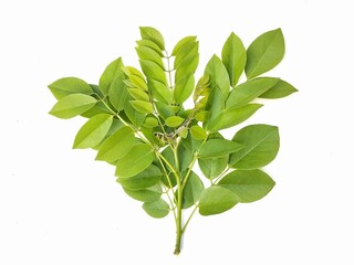 Gliricidia leaves (Gliricidia sepium) isolated on white background 