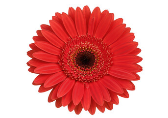 A vibrant red gerbera daisy flower in full bloom, showcasing its detailed petals and center, isolated on white isolated on transparent background