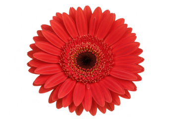A vibrant red gerbera daisy flower in full bloom, showcasing its detailed petals and center, isolated on white isolated on transparent background
