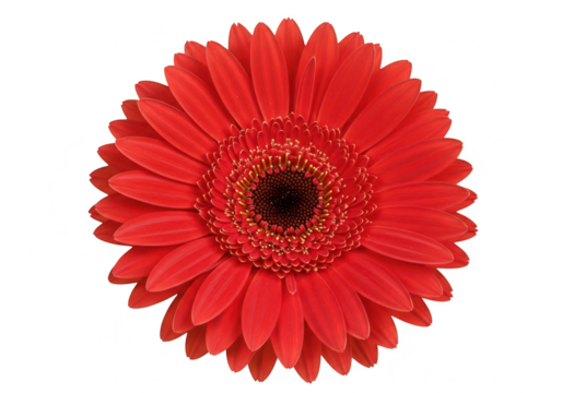 A vibrant red gerbera daisy flower in full bloom, showcasing its detailed petals and center, isolated on white isolated on transparent background