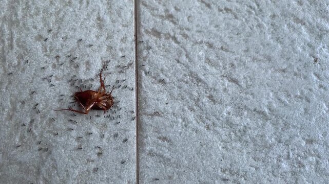 A cockroach or Periplaneta americana upside down on the floor is being surrounded by many ants