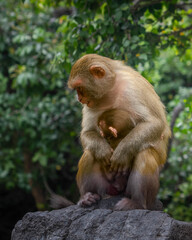 Macaques on the island of monkeys in Nha Trang.