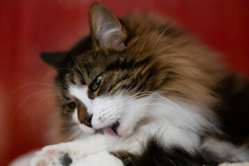Chat poilu qui se lèche, gros plan de la tête sur fond rouge. Le chat regarde vers la gauche de...