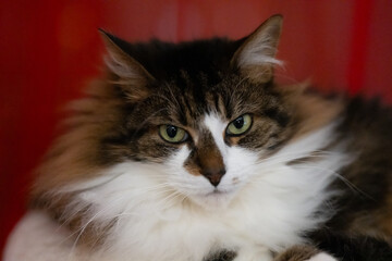 Tête de chat sur fond rouge