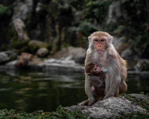 Macaques on the island of monkeys in Nha Trang.