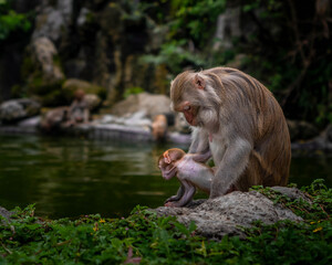 Macaques on the island of monkeys in Nha Trang.