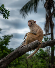 Macaques on the island of monkeys in Nha Trang.