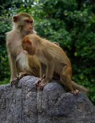 Macaques on the island of monkeys in Nha Trang.