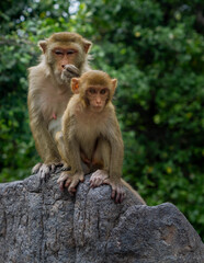 Macaques on the island of monkeys in Nha Trang.