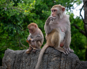 Macaques on the island of monkeys in Nha Trang.