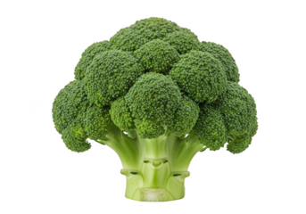 A fresh, vibrant green head of broccoli with a thick stem, isolated on a clean transparent background