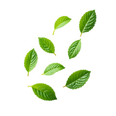 Vibrant Mint Leaves A Refreshing Botanical Background isolated on transparent background
