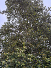 tree branches and leaves - sycamore tree against a pale June sky - Los Angeles, California, USA
