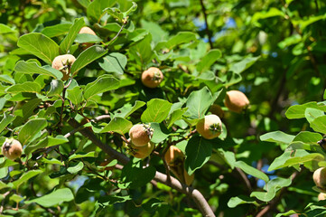 マルメロの木　長和町