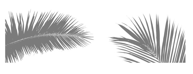 Two stylized grey palm fronds against a stark black background